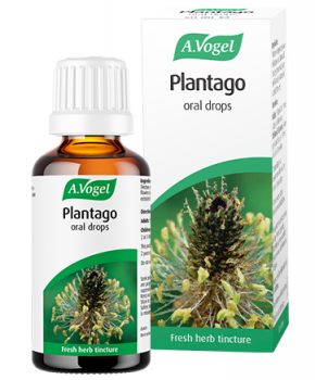 Plantago lanceolata, or as it is more commonly known, Lance Leaf Plantain