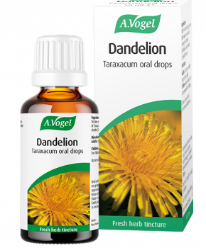 dandelion a vogel