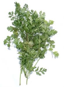 coriander