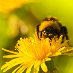 natural hay fever remedies