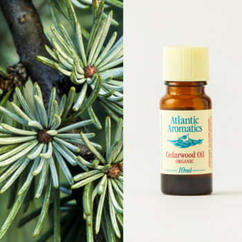 cedarwood essential oil