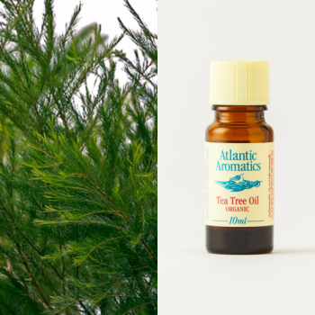 teatree essential oil