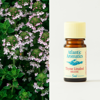thyme linalool essential oil