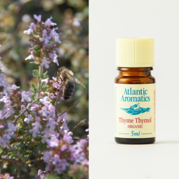 thyme thymol essential oil