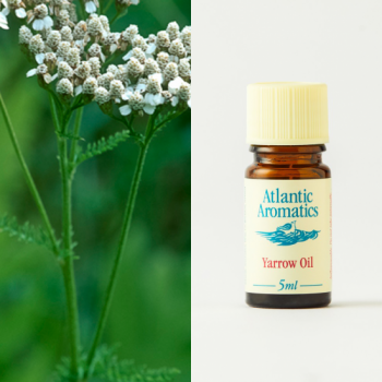yarrow essential oil