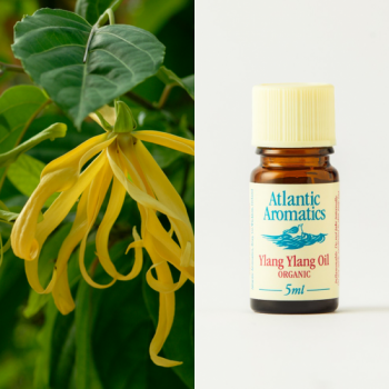 YLANG YLANG ESSENTIAL OOIL