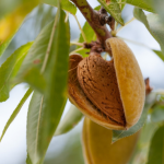 Sweet Almond Oil