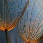 solas holistic therapies