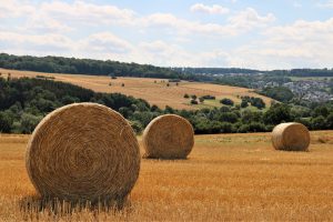 hay fever tips