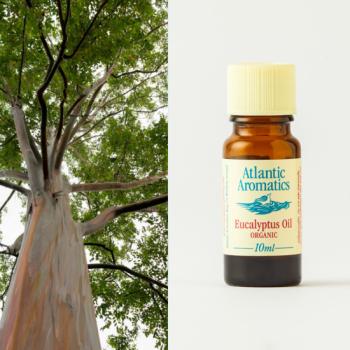 eucalyptus oil