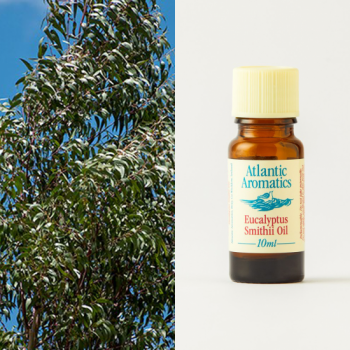 eucalyptus smithii