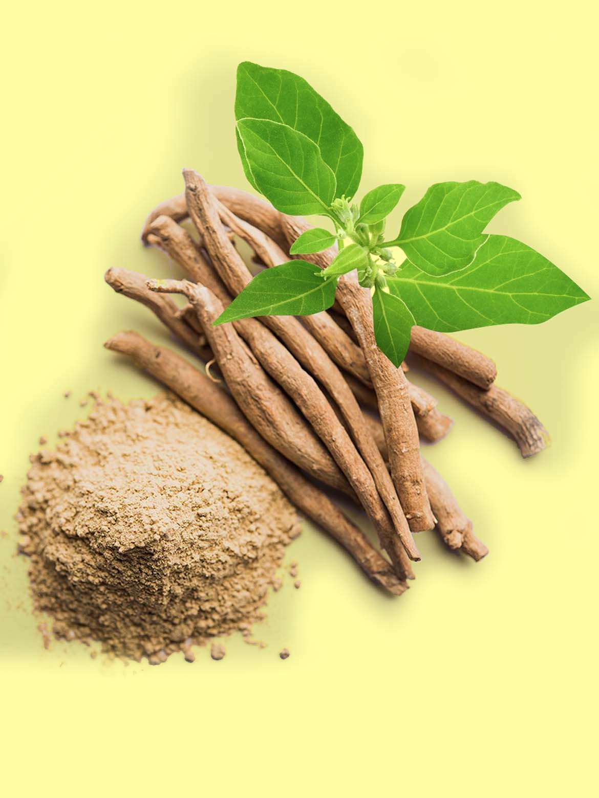 Ashwagandha – One of the most important herbs in Ayurveda