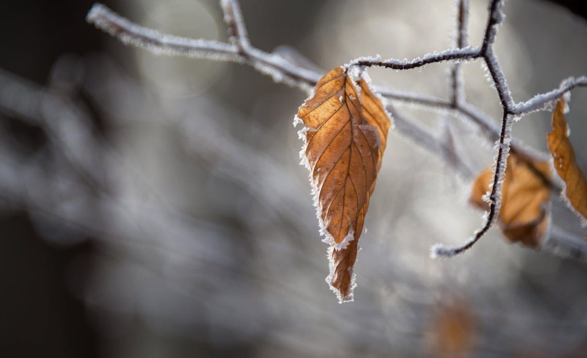 autumn