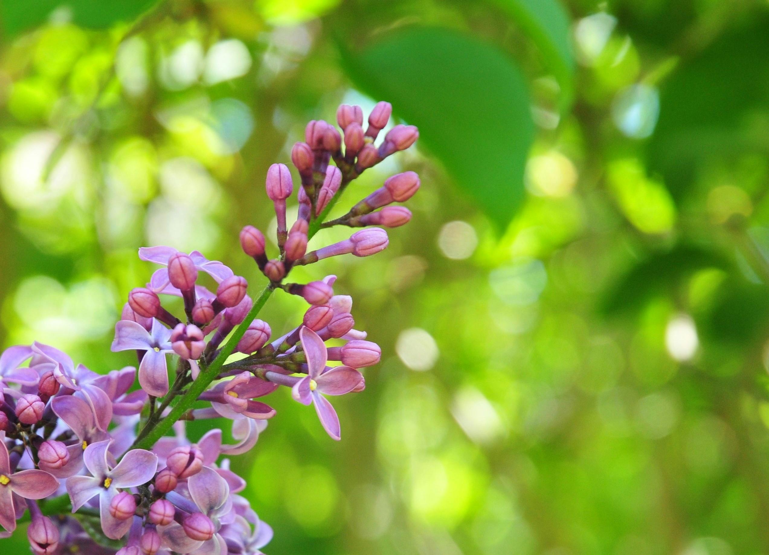 Allergies and the Allertone Blend